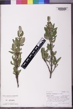 Shepherdia canadensis image