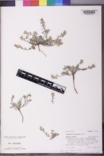 Physaria paysonii image