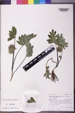 Hydrophyllum capitatum var. capitatum image