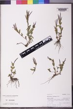 Epilobium clavatum image