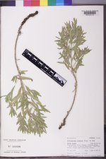 Lithospermum ruderale image