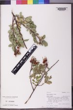 Rosa woodsii image