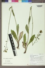 Hieracium albiflorum image