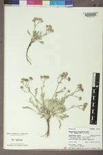 Hymenopappus filifolius var. luteus image