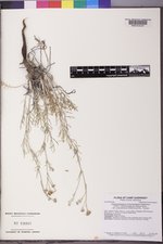Hymenopappus filifolius var. polycephalus image