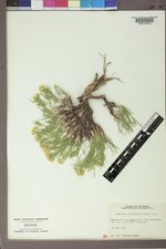 Hymenoxys richardsonii var. richardsonii image