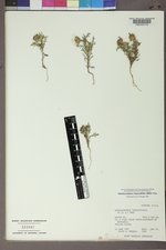 Machaeranthera tanacetifolia image