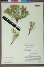 Oonopsis multicaulis image