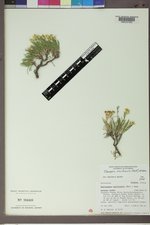 Oonopsis multicaulis image