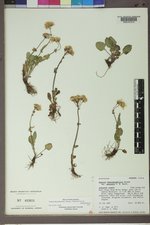 Packera dimorphophylla image