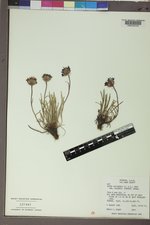 Oreostemma alpigenum var. haydenii image