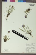 Oreostemma alpigenum image