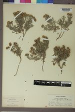 Picradeniopsis oppositifolia image