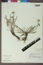 Pyrrocoma uniflora var. uniflora image