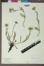 Pyrrocoma clementis image