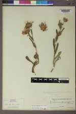 Pyrrocoma integrifolia image