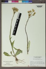 Senecio integerrimus image