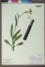 Senecio lugens image