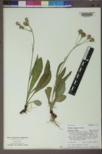 Senecio lugens image