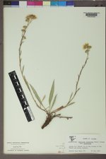 Pyrrocoma lanceolata image