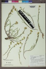 Pyrrocoma lanceolata var. lanceolata image