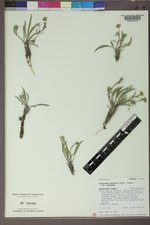 Pyrrocoma uniflora var. uniflora image