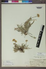 Pyrrocoma uniflora image