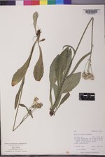 Senecio lugens image