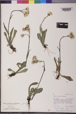 Senecio lugens image