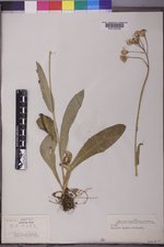 Senecio lugens image