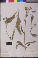 Senecio lugens image