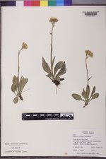 Senecio lugens image