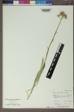 Senecio sphaerocephalus image