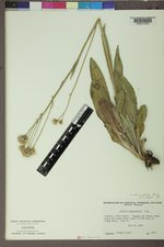 Senecio sphaerocephalus image