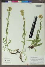 Solidago multiradiata image