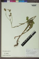 Sonchus arvensis subsp. uliginosus image