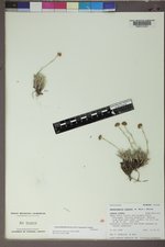 Sphaeromeria simplex image