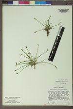 Stephanomeria runcinata image