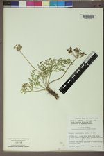 Lomatium grayi var. grayi image