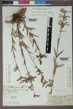 Penstemon gracilis image