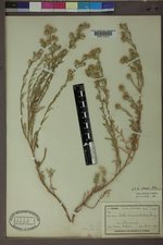 Symphyotrichum falcatum var. falcatum image