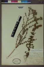 Symphyotrichum falcatum image