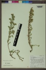 Symphyotrichum ericoides var. stricticaule image