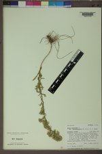Symphyotrichum ericoides var. stricticaule image