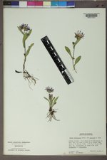 Symphyotrichum foliaceum var. apricum image