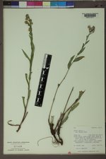 Symphyotrichum laeve image