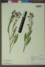 Symphyotrichum foliaceum var. parryi image