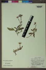 Symphyotrichum spathulatum image