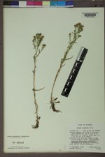 Symphyotrichum porteri image