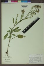 Symphyotrichum ciliolatum image